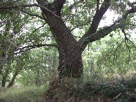 Rovittello